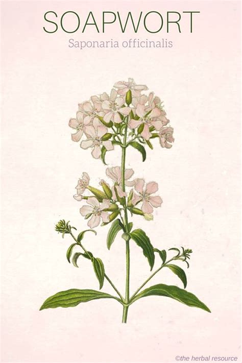 Soapwort Benefits, Uses and Side Effects .